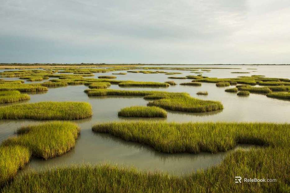 Wild Scenery texture