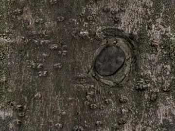 bark texture (ID:ffach847161)