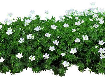 Flowers texture (ID:ffagg22748)