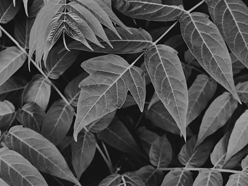 Black and White Bump texture (ID:ffagg69978)