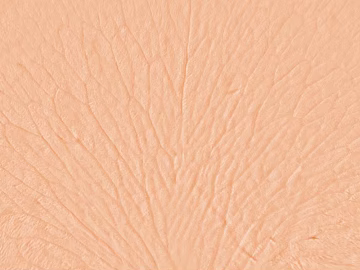 Light Skin Color Character Skin Map texture (ID:ffaeh052736)