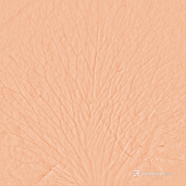 Light Skin Color Character Skin Map texture
