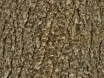 Taupe bark natural texture finish (ID:ffaeh144266)