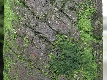 Rock texture (ID:ffabg76453)