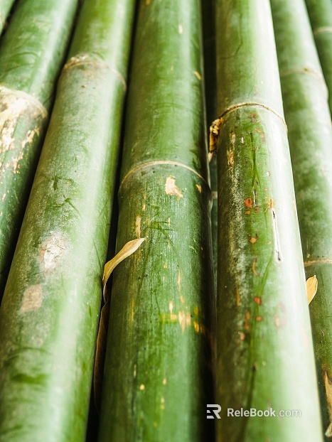 Bamboo texture