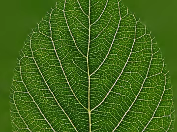 leaves texture (ID:ffajg29070)