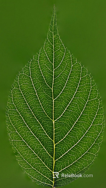 leaves texture