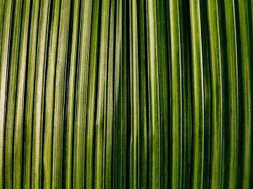 plant pattern texture (ID:ffagg88795)