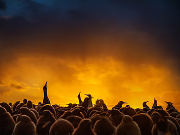 Animal painting texture (ID:ffabg12210)