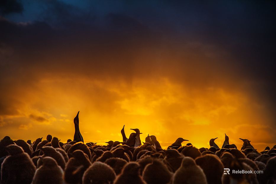 Animal painting texture