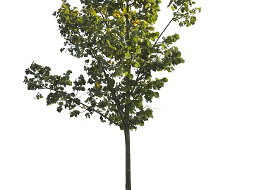 Trees Autumn Trees Big Trees Small Trees Commercial Trees Roadside Trees Community Greening texture (ID:ffach934443)