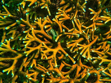 Coral texture (ID:ffagg25468)
