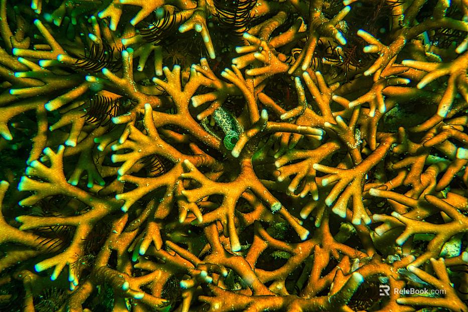 Coral texture