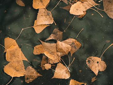 fallen leaves texture (ID:ffagg17628)
