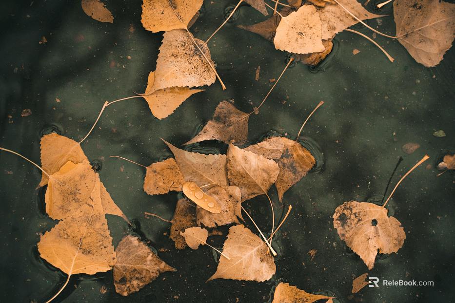 fallen leaves texture
