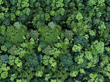 Forest top view texture (ID:ffach495656)