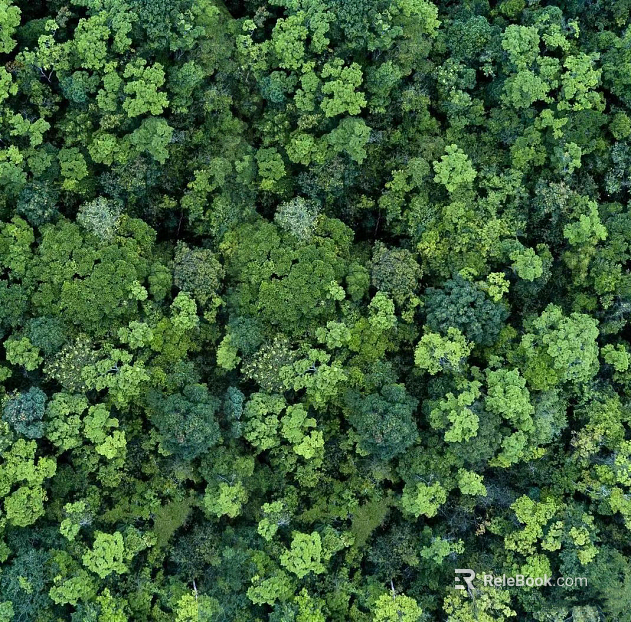 Forest top view texture