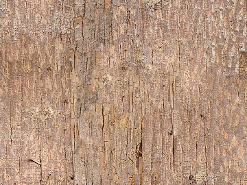 bark trunk texture (ID:ffach327085)
