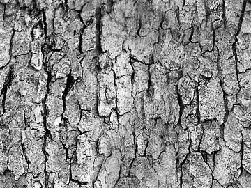 bark texture (ID:ffaeg74207)