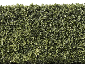 Plants texture (ID:ffabf9254)