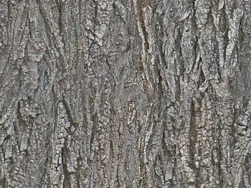 bark texture (ID:ffagg29163)