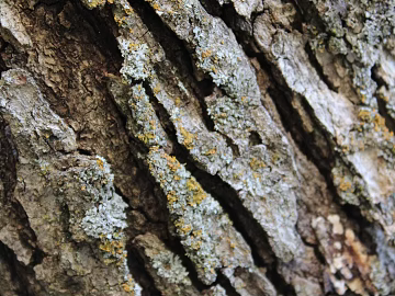 bark texture (ID:ffagg57193)