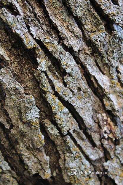 bark texture