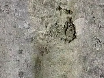 bark texture (ID:ffajg99850)
