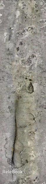 bark texture