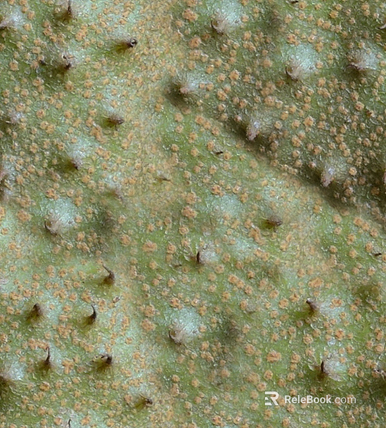 bark texture