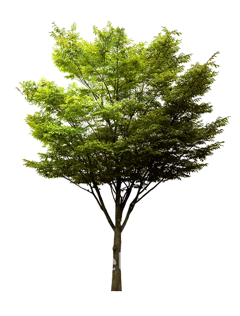 Tree texture