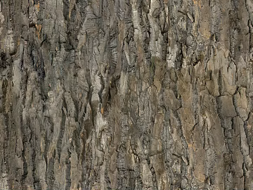 bark texture (ID:ffagg01957)