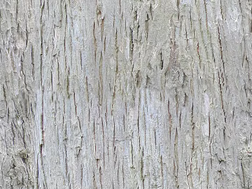 bark texture (ID:ffaag65001)