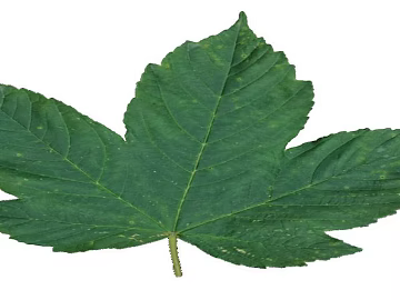 Green maple leaf natural plant material texture (ID:ffaeh011176)