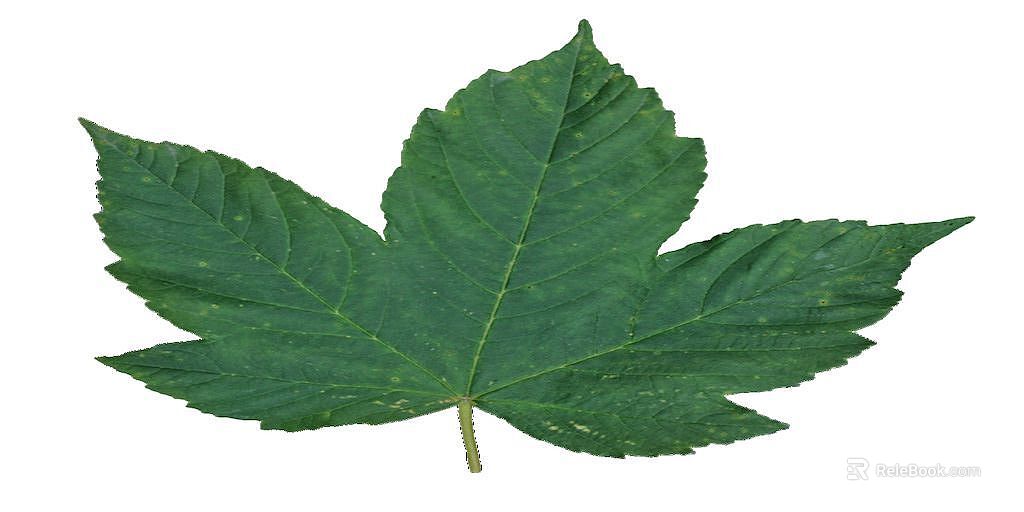 Green maple leaf natural plant material texture