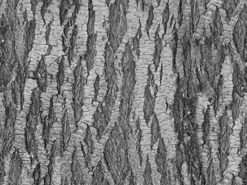 bark texture (ID:ffabg95326)