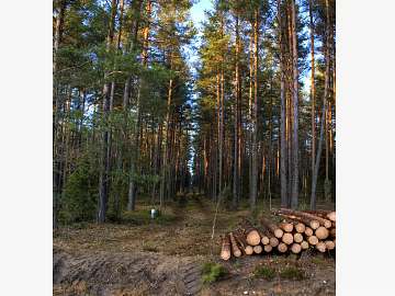 Wild Scenery texture (ID:ffacg71095)