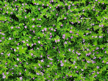 shrub flowers bushes texture (ID:ffaeh210117)
