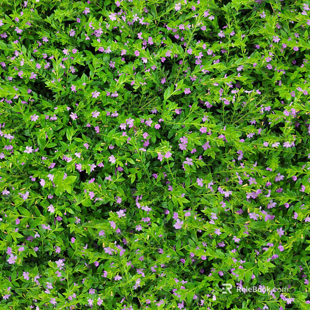 shrub flowers bushes texture