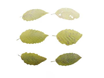 Leaf PBR 3d model