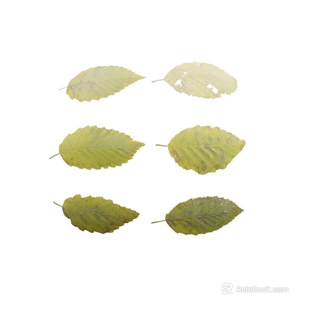 Leaf PBR texture