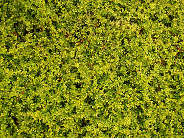 Plants texture (ID:ffabg92354)