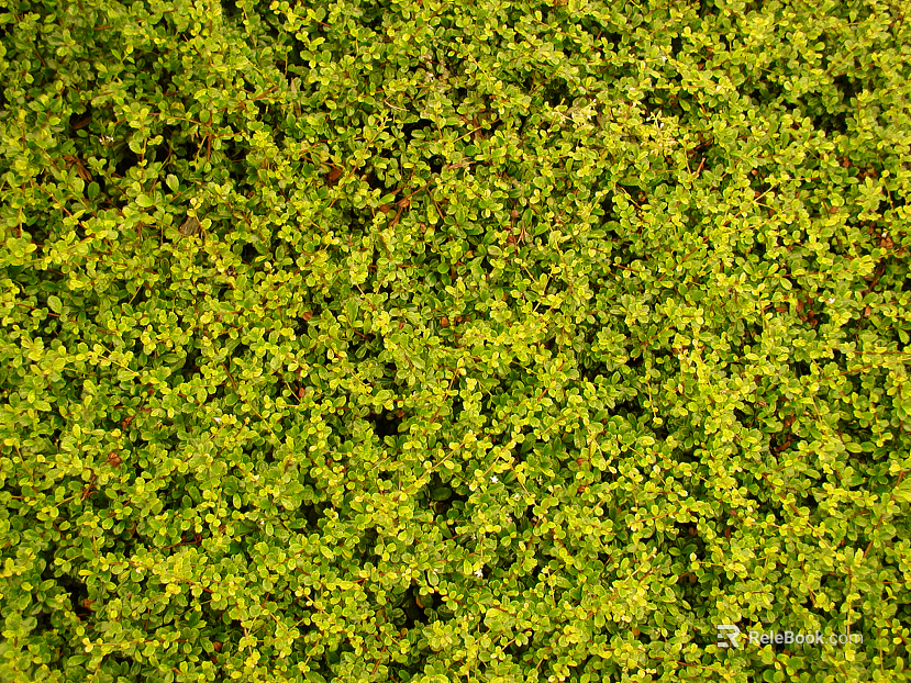 Plants texture
