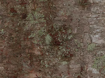 bark texture (ID:ffacg41469)