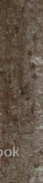 bark texture