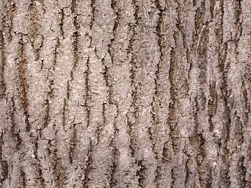 bark texture (ID:ffabg79533)