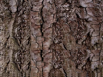 bark texture (ID:ffaag61116)