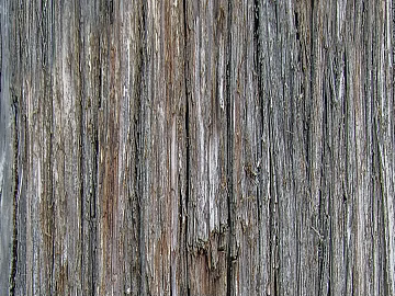 bark texture (ID:ffaeg95319)