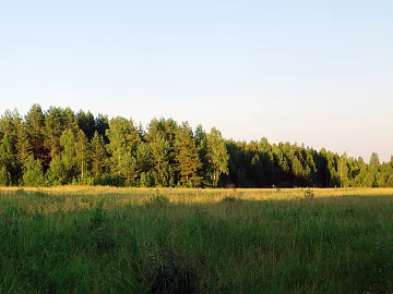 Grass foreground forest medium view blue sky background banner composition fresh tone daytime outdoor forest panorama hdr texture (ID:ffach697263)