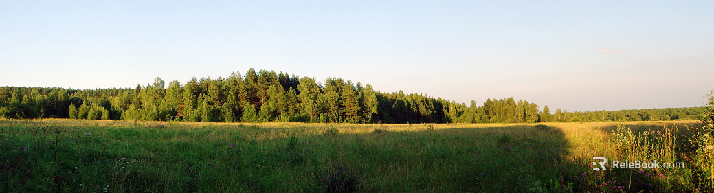 Grass foreground forest medium view blue sky background banner composition fresh tone daytime outdoor forest panorama hdr texture